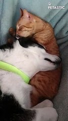 Adorable Bonding Between A Cat And A Dog   PETASTIC