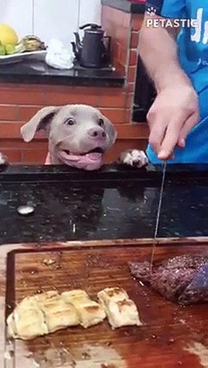 Pitbull Pup's Adorable Reaction After Eating Steak   PETASTIC
