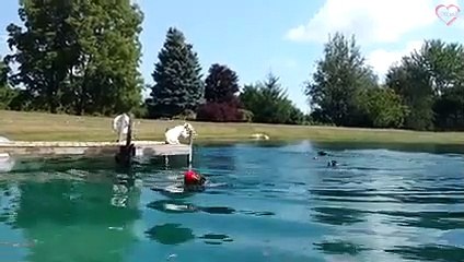 Funny Animals Fails Compilation - Try Not To Laugh   PETASTIC