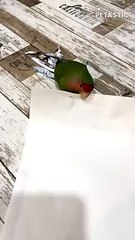 Peach-Faced Lovebird Prepares For Beauty Auditions   PETASTIC