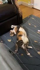 Silly Cat Gives The Couch A MESSY Makeover   PETASTIC