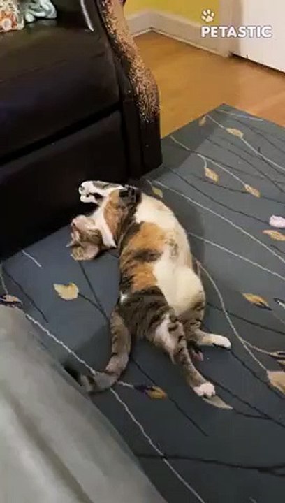 Silly Cat Gives The Couch A MESSY Makeover   PE...