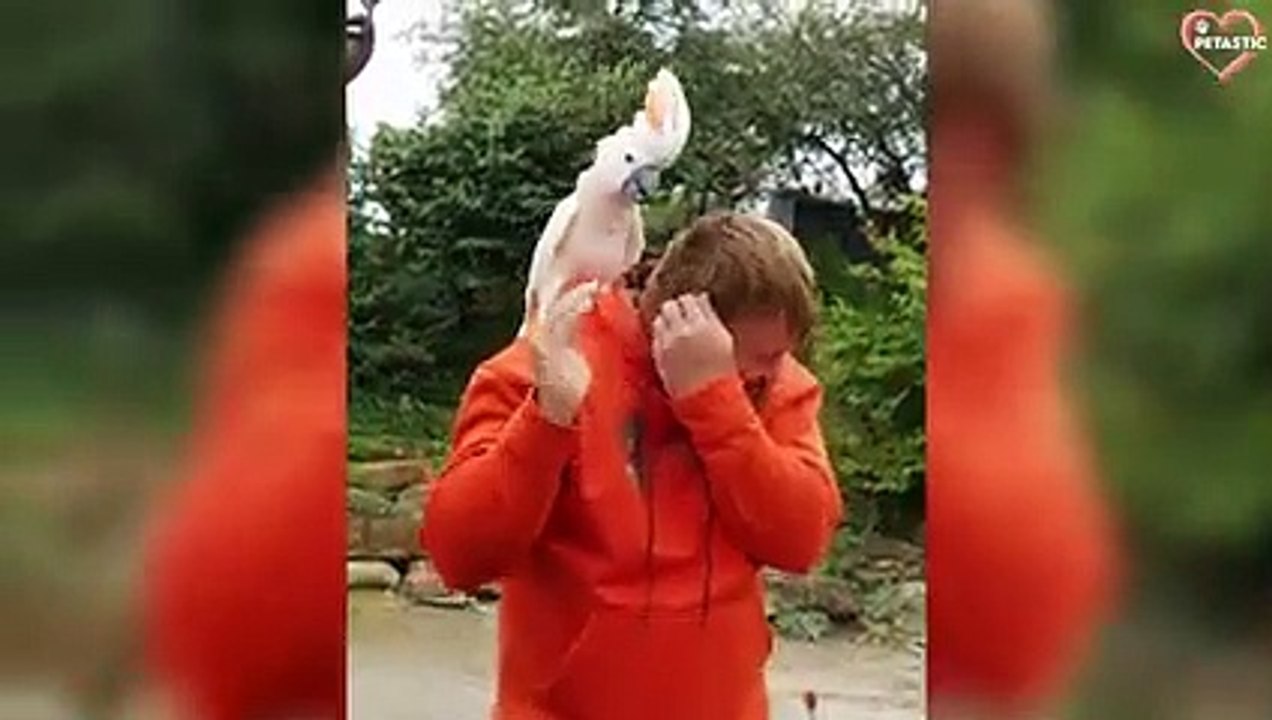 Angry Birds Attacking on People - Unexpected Birds Attack Caught on Camera   PETASTIC