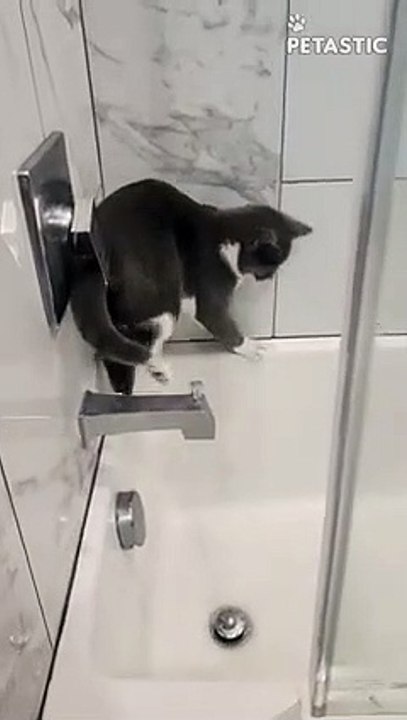 Water Hating Cat Fighting For His Life    PETASTIC