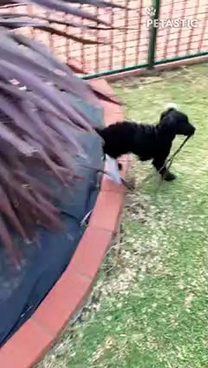 Puppy Finds Himself In A 'Sticky' Situation   PETASTIC