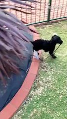 Puppy Finds Himself In A 'Sticky' Situation   PETASTIC