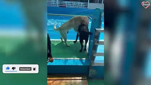 Animals Fail on Paws - FUNNY ANIMALS FAILS PETASTIC