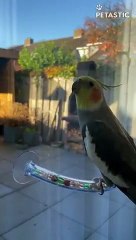Lively Cockatiel Singing Performance   PETASTIC