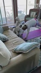 Naughty Huskies 'Help Out' Owner With Yoga   PETASTIC