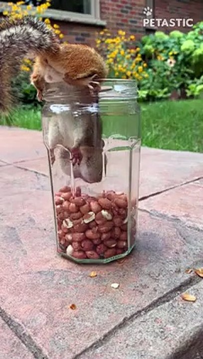 Caught In The Cookie Jar   PETASTIC