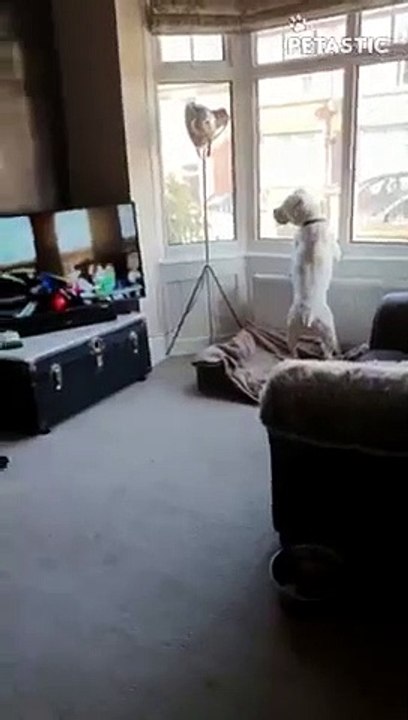 Confused Dog Runs Off    PETASTIC