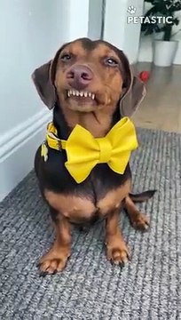 Dog Pretending To Be A Vicious Guard Dog PETASTIC