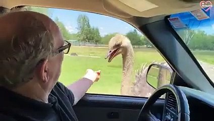 Drive-Thru Safari Park Gone Wrong - Animals Attacking People   PETASTIC