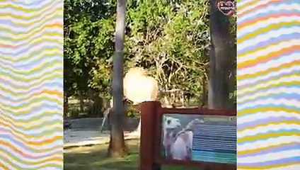 These Funny Animals Will make You Laugh Till You're Out of Breath   PETASTIC