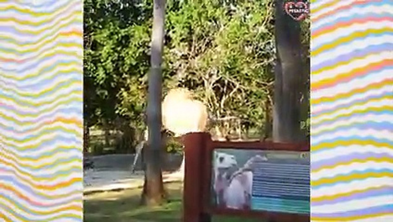 These Funny Animals Will make You Laugh Till You're Out of Breath   PETASTIC