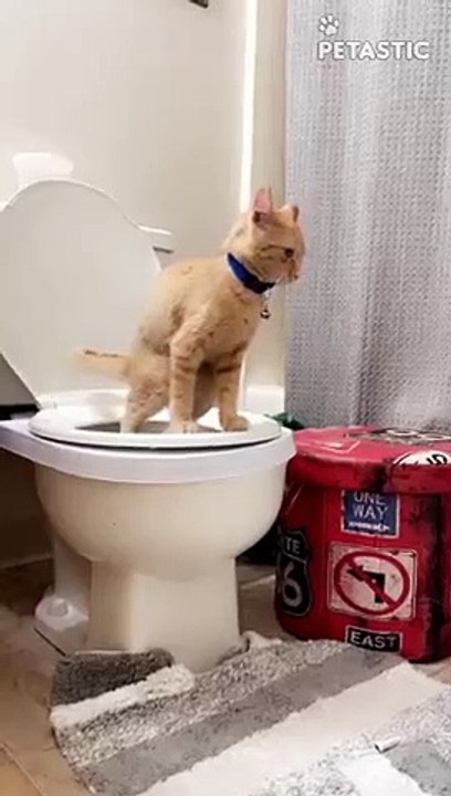 This Cat Has Been Trained To Use Toilet   PETASTIC