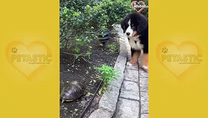 Dog That is Scared of a FLY - Funny Dogs Scared of Random Things   PETASTIC
