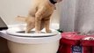 This Cat Has Been Trained To Use Toilet   PETASTIC