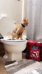 This Cat Has Been Trained To Use Toilet   PETASTIC
