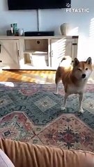 Dog Loves To Get Puppachinos From Starbucks   PETASTIC