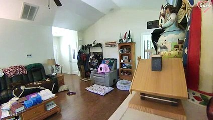 Naughty Cats Causes Major Troubles - Funny Cat Fails   PETASTIC