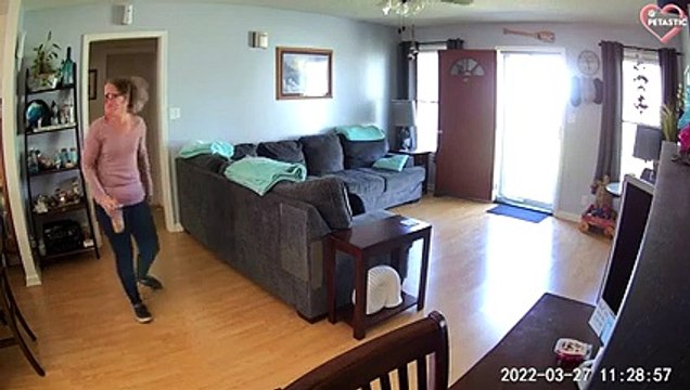 Funny Cats Attacking People - Cats Can Be JERKS TOO! PETASTIC