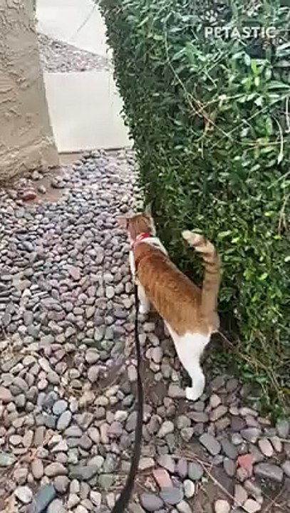 Cat Owner Catches Her Pet Levitating   PETASTIC