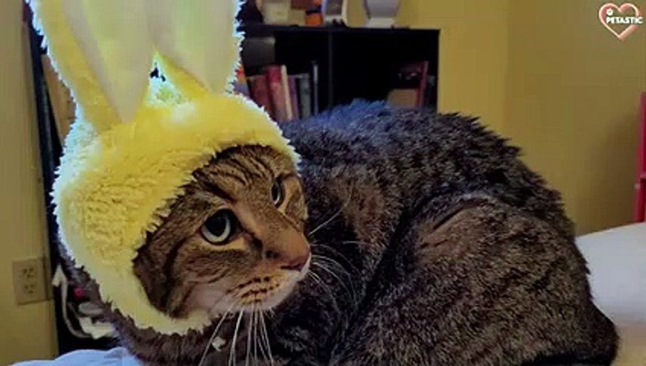 Angry and Aggressive Cats Hissing Compilation - Growling, Hissing and Claw   PETASTIC