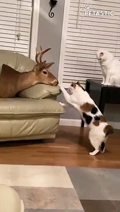 Curious Cats Want To Find Out More   PETASTIC