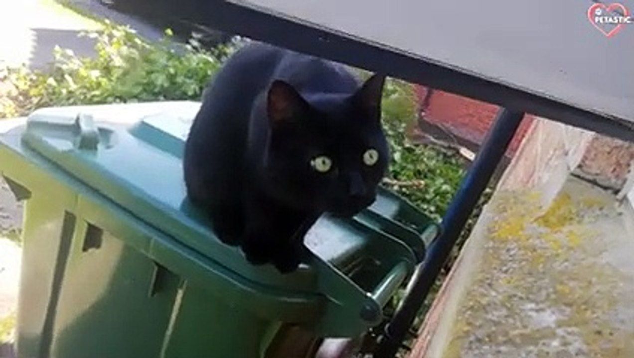 Cute Cats & Kittens Meowing Compilation   PETASTIC