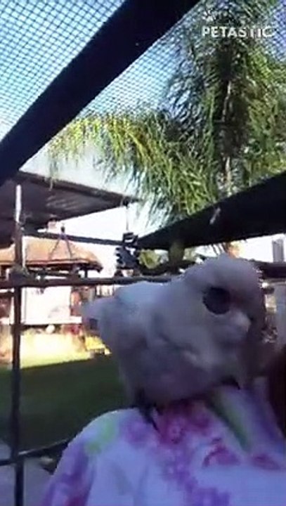 white Cockatoo Dance   PETASTIC