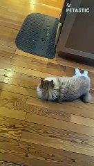 Two-Pawed Cat Hops Around The House   PETASTIC  (2)
