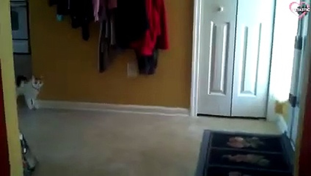 CATS ARE JERKS! Savage Cats Attacking People - Cats Being Jerks   PETASTIC