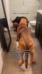 Adorable Dogs Show The Beauty Of 'Sharing Is Caring'    PETASTIC