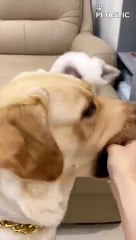 Mischievous Dog Snatches Kitten's Food   PETASTIC