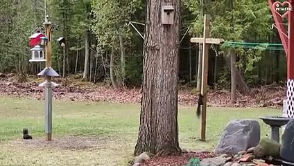 Funny Animals Fails 2022 - Funny Pets Videos, Cats & Dogs   PETASTIC