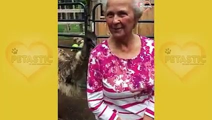 Unexpected ANIMALS Attack on Humans - Funny Animals Moments   PETASTIC