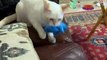 Funniest MEAN CATS - Cats are JERKS! Try Not To Laugh   PETASTIC