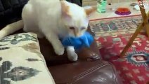 Funniest MEAN CATS - Cats are JERKS! Try Not To Laugh   PETASTIC