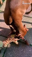 pup tries to get its owner's attention   PETASTIC