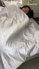 Girl Relaxing With Her Adorable Dog And Puppies   PETASTIC