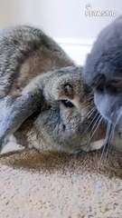 Cute House Bunnies Can't Stop Rubbing Their Chins    PETASTIC
