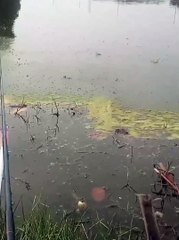 Seru nya mancing ikan mujaer - Fishing Tilapia
