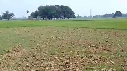 बक्सर: बारिश की बेरुखी से किसानों के माथे पर चिंता की लकीरें, लगातार बढ़ते तापमान से मुरझा रही धान की फसल