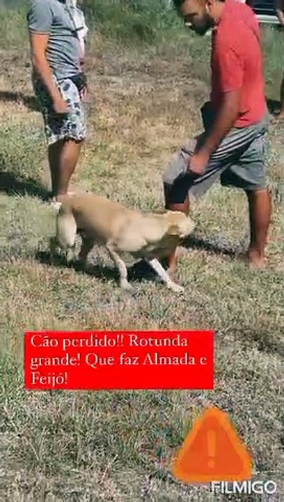 Ana Barbosa testemunha atropelamento a animal