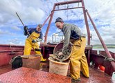 ‘Ask for natives’ call as the UK’s Native Oyster Season Opens