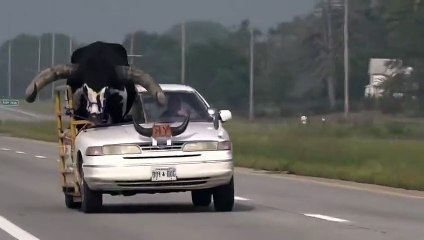 Viaggiava con un toro gigante "Watusi" sul sedile anteriore dell'auto, fermato in Nebraska: è un membro della famiglia