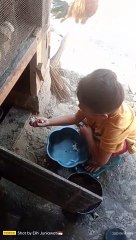 Kasih makan Ayam