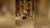 L'orsa Amarena passeggiava tranquilla con i cuccioli fra la gente