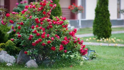 How to Plant and Grow Shrub Roses